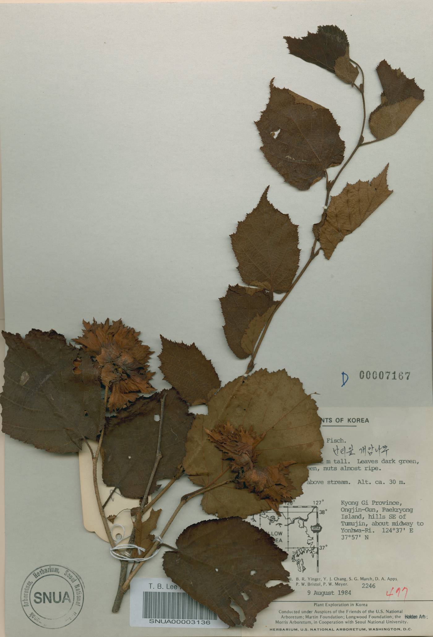 Corylus heterophylla image