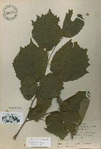 Corylus sieboldiana var. mandshurica image