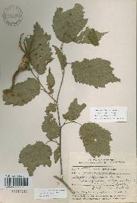 Corylus sieboldiana var. mandshurica image