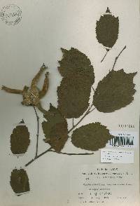 Corylus sieboldiana var. mandshurica image