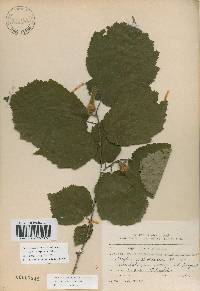 Corylus sieboldiana var. mandshurica image