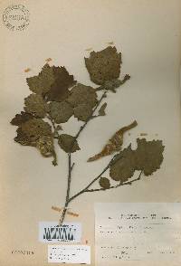 Corylus sieboldiana var. mandshurica image