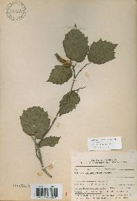 Corylus sieboldiana var. mandshurica image