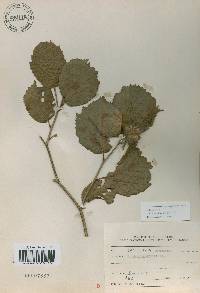 Corylus sieboldiana var. mandshurica image