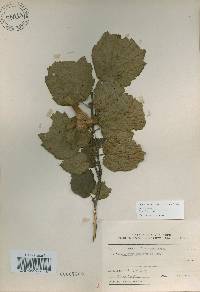 Corylus sieboldiana var. mandshurica image