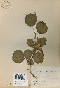 Corylus sieboldiana var. mandshurica image