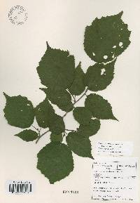 Corylus sieboldiana var. mandshurica image