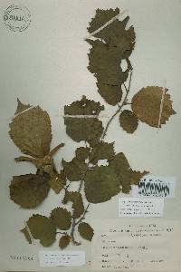 Corylus sieboldiana var. mandshurica image