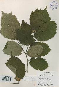 Corylus sieboldiana var. mandshurica image