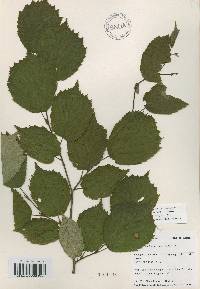 Corylus sieboldiana var. mandshurica image