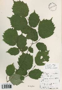 Corylus sieboldiana var. mandshurica image