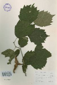 Corylus sieboldiana var. mandshurica image