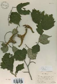 Corylus sieboldiana var. mandshurica image