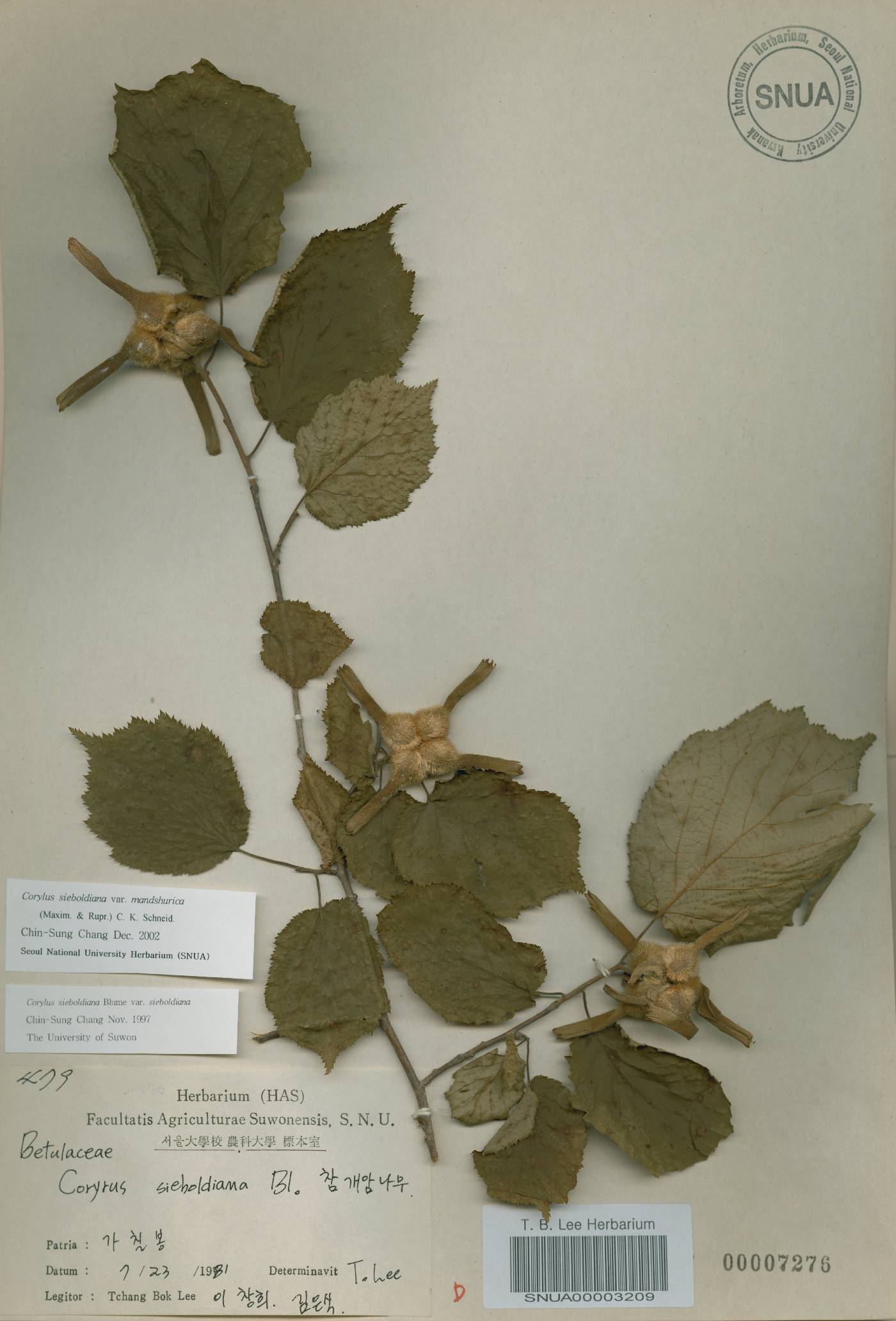 Corylus sieboldiana var. mandshurica image