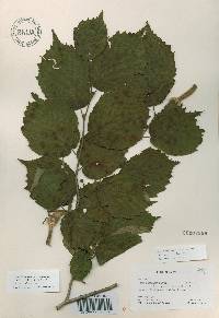 Corylus sieboldiana var. mandshurica image