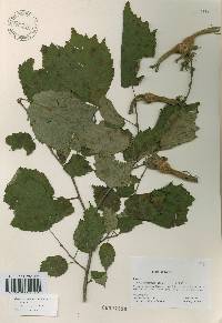 Corylus sieboldiana var. mandshurica image