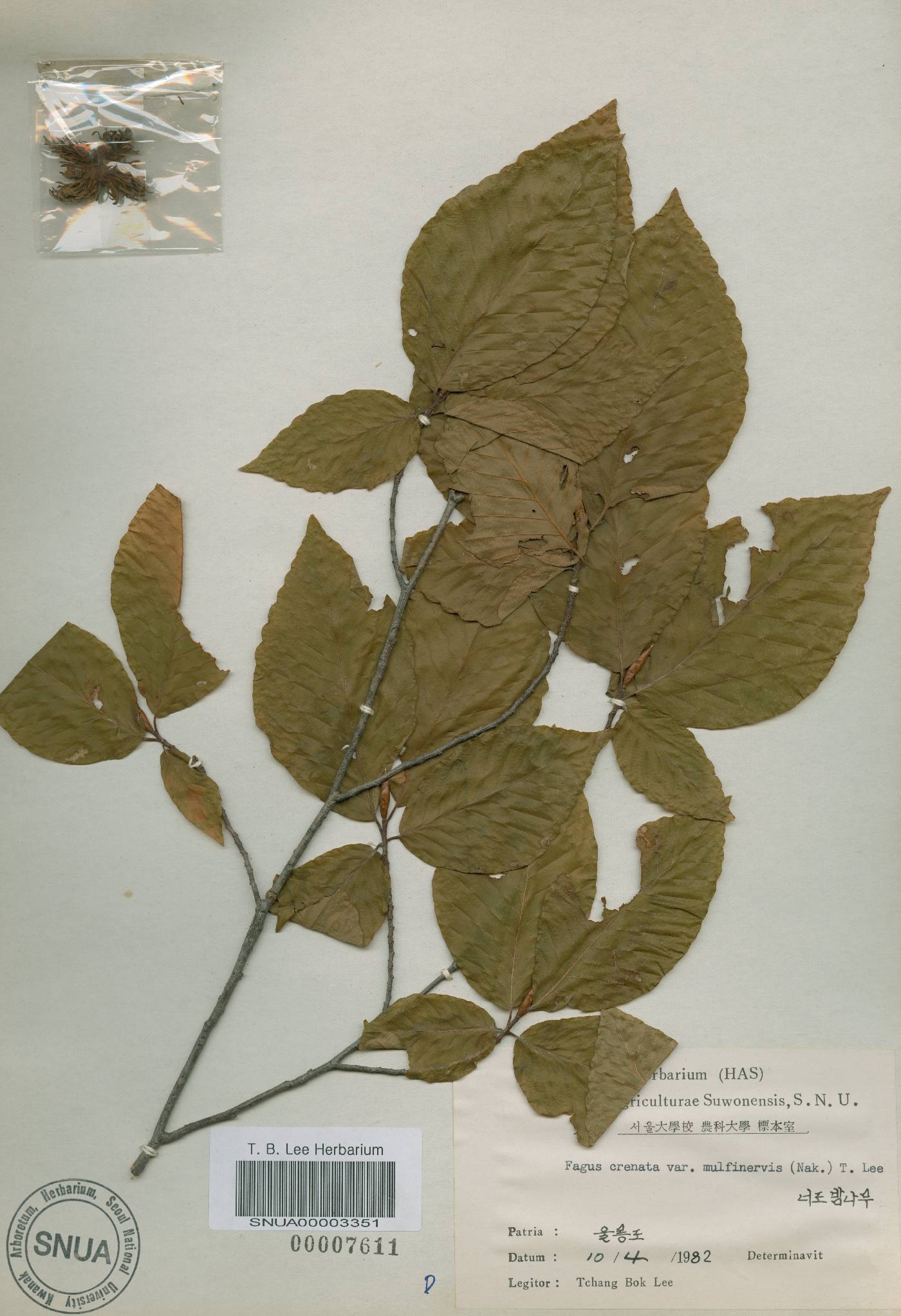Fagus image