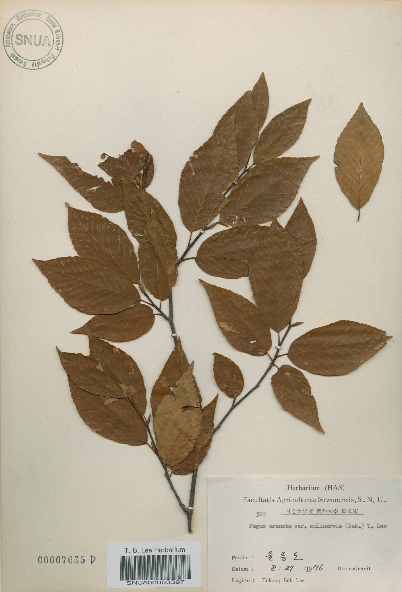 Fagus engleriana image