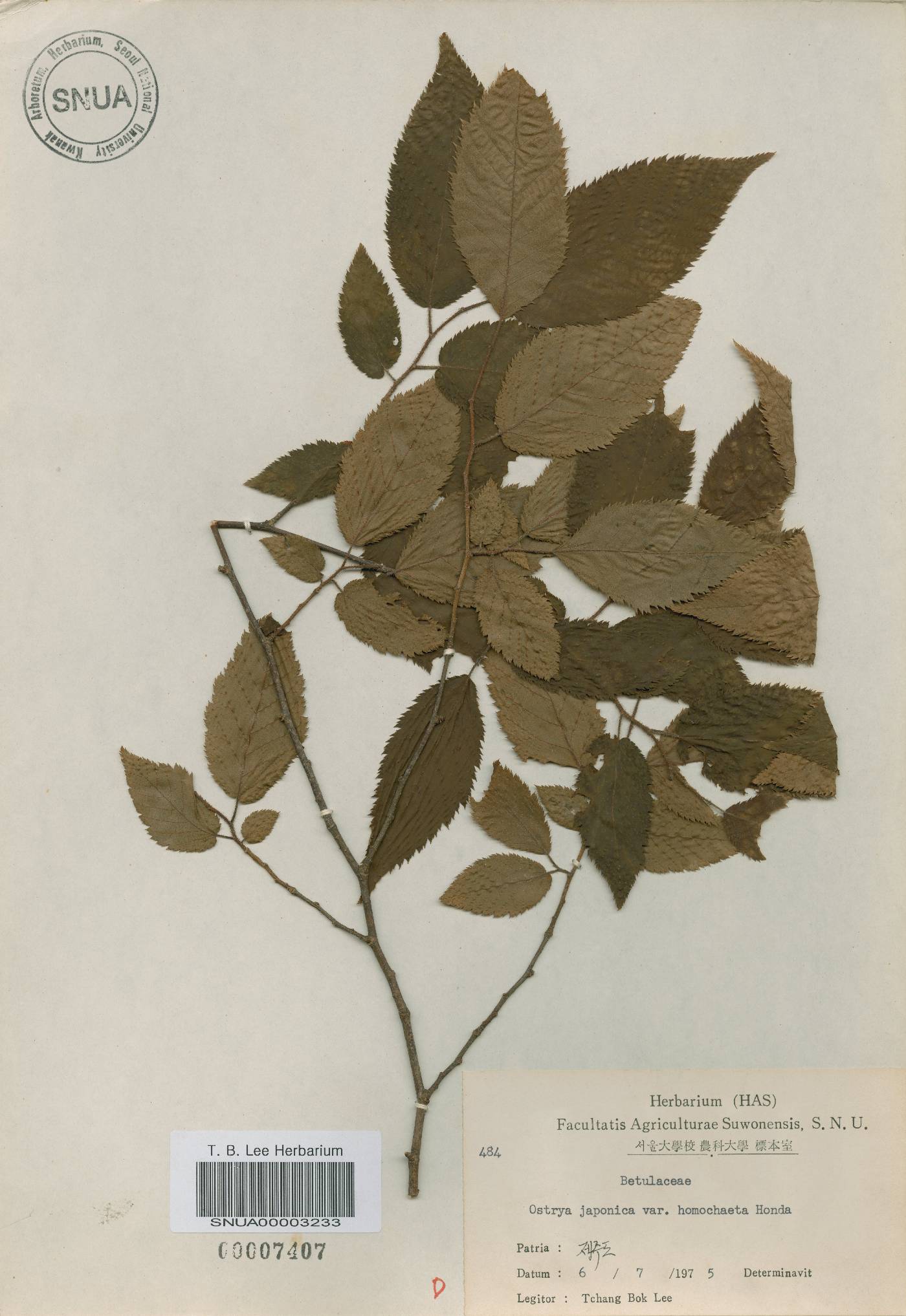 Ostrya japonica image