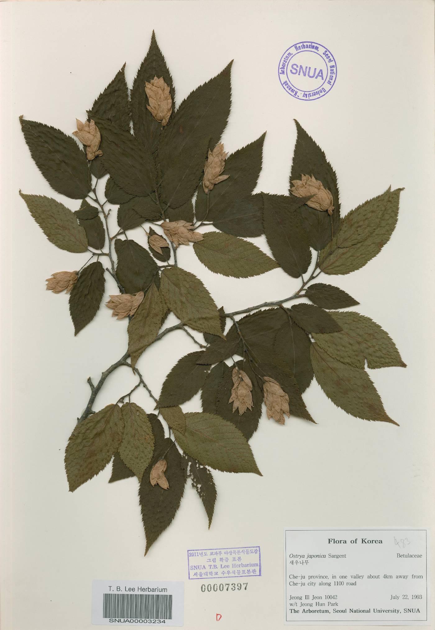 Ostrya image