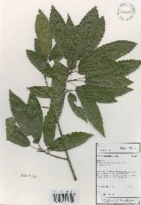 Quercus acutissima image