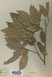 Quercus acutissima image