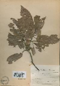 Quercus acutissima image