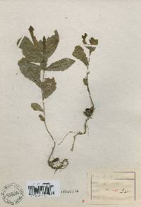 Quercus acutissima image