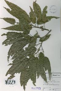 Quercus acutissima image