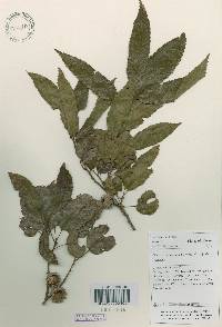 Quercus acutissima image