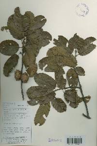 Quercus acutissima image