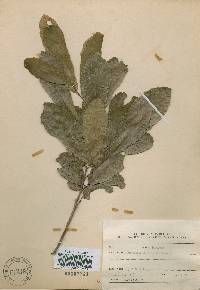 Quercus acutissima image