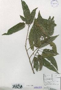 Quercus acutissima image