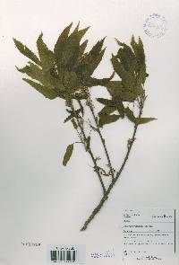 Quercus acutissima image