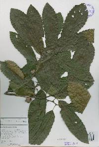 Quercus acutissima image