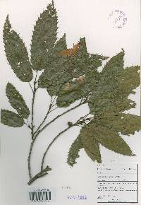 Quercus acutissima image