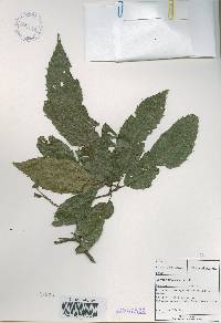 Quercus acutissima image