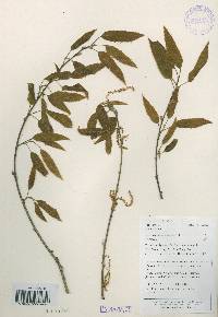 Quercus acutissima image