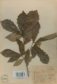 Quercus fabri image