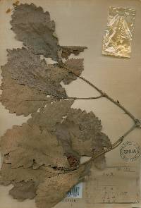 Quercus fabri image