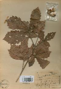 Quercus fabri image