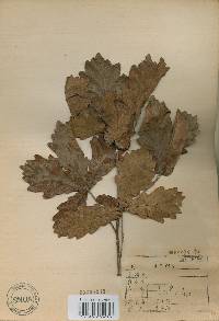 Quercus fabri image