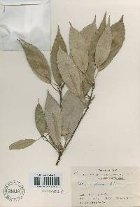 Quercus glauca image