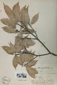 Quercus glauca image