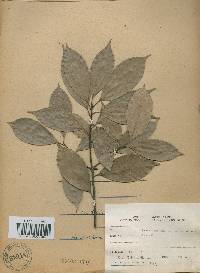 Quercus glauca image