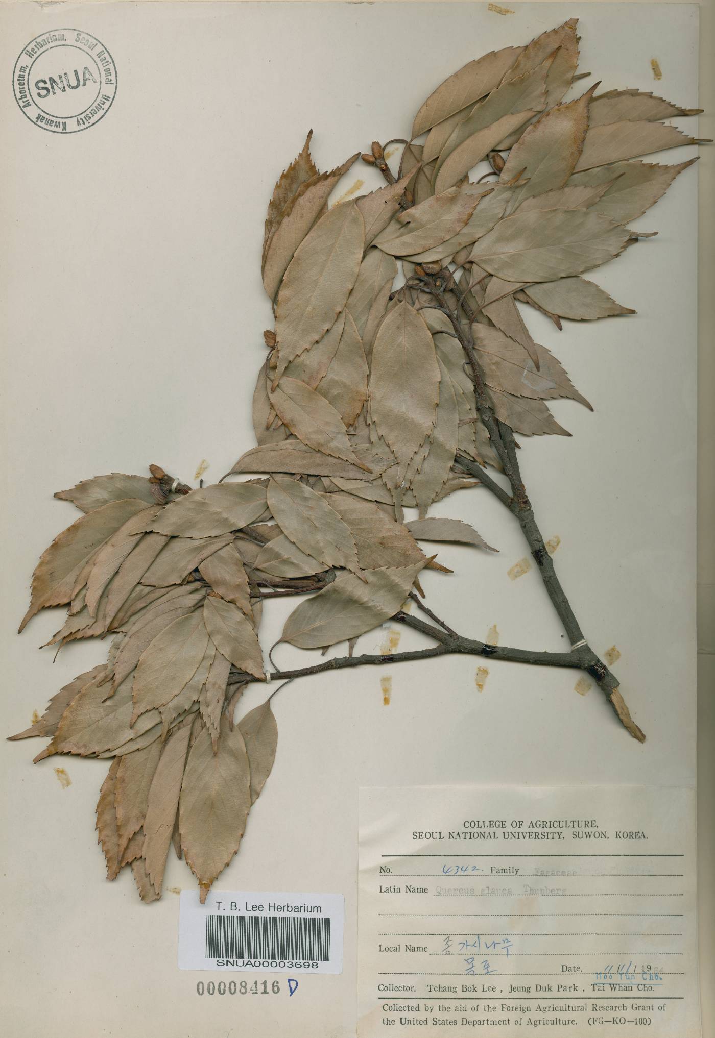 Quercus glauca image