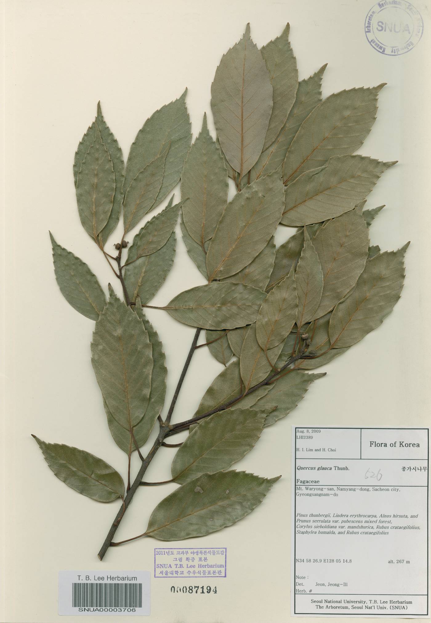 Quercus glauca image