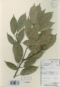 Quercus glauca image