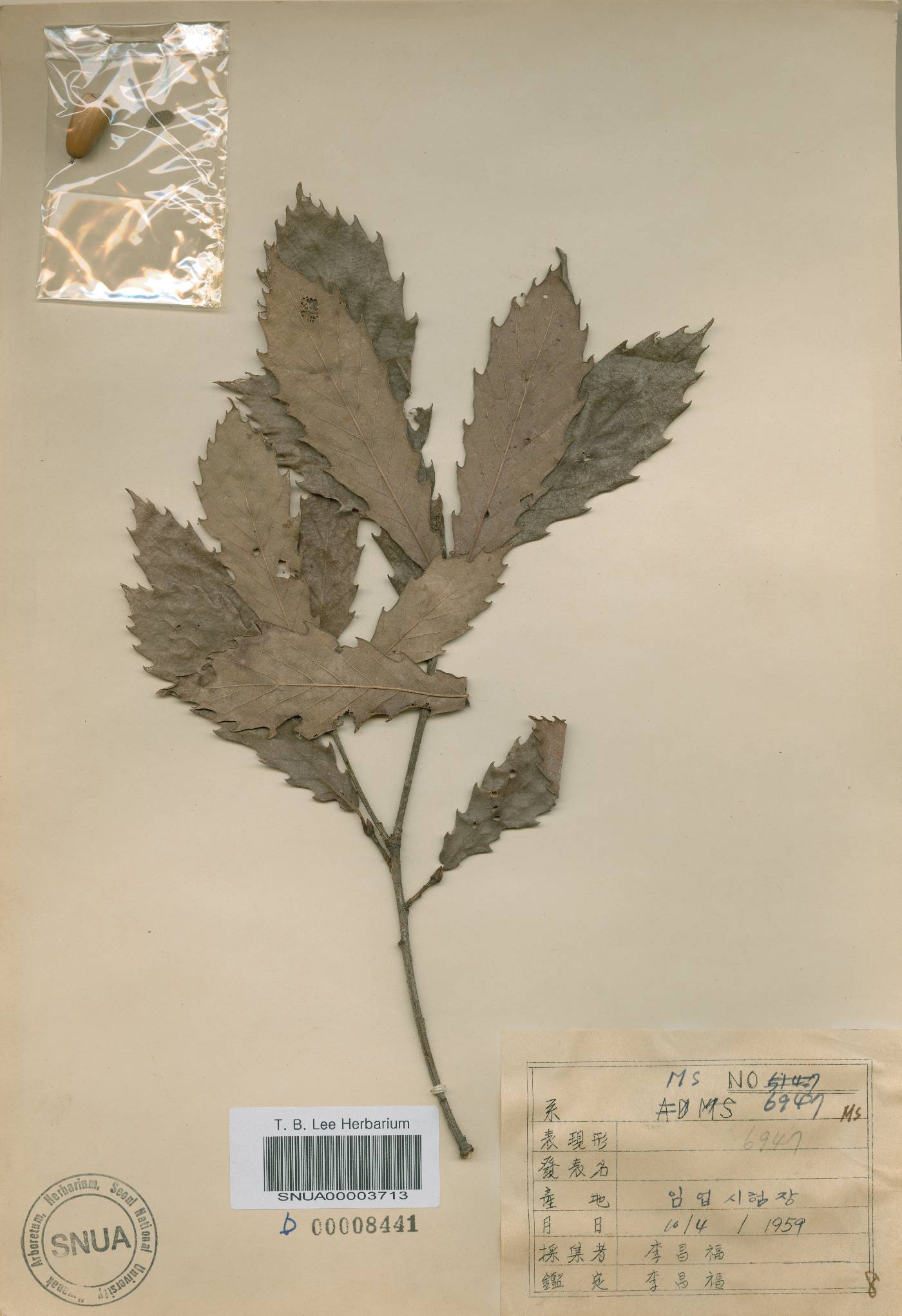 Quercus mongolica var. crispula image
