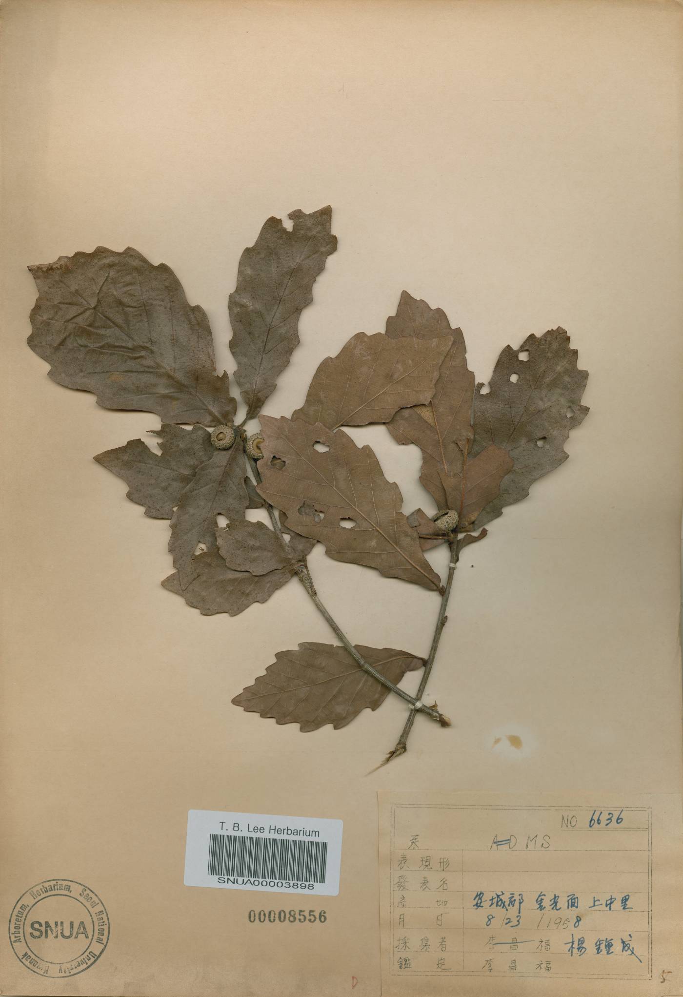 Quercus mongolica var. crispula image